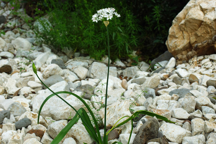Allium neapolitanum / Aglio napoletano